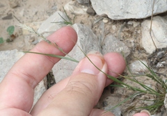 Enneapogon desvauxii