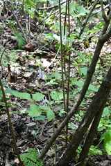 Aconitum alboviolaceum