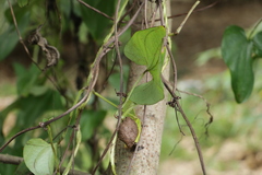 Dioscorea alata