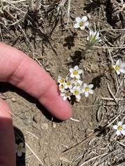 Linanthus killipii