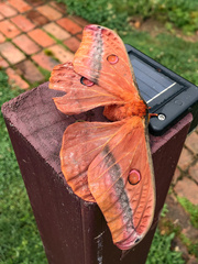 Opodiphthera loranthi