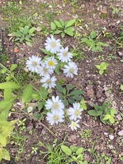 Aster indicus