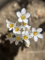 Linanthus killipii