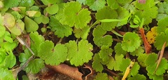 Hydrocotyle microphylla