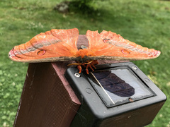 Opodiphthera loranthi