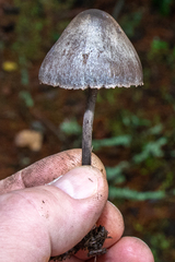 Panaeolus
