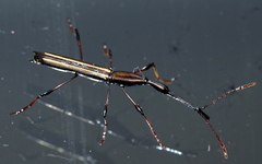 Ithystenus hollandiae