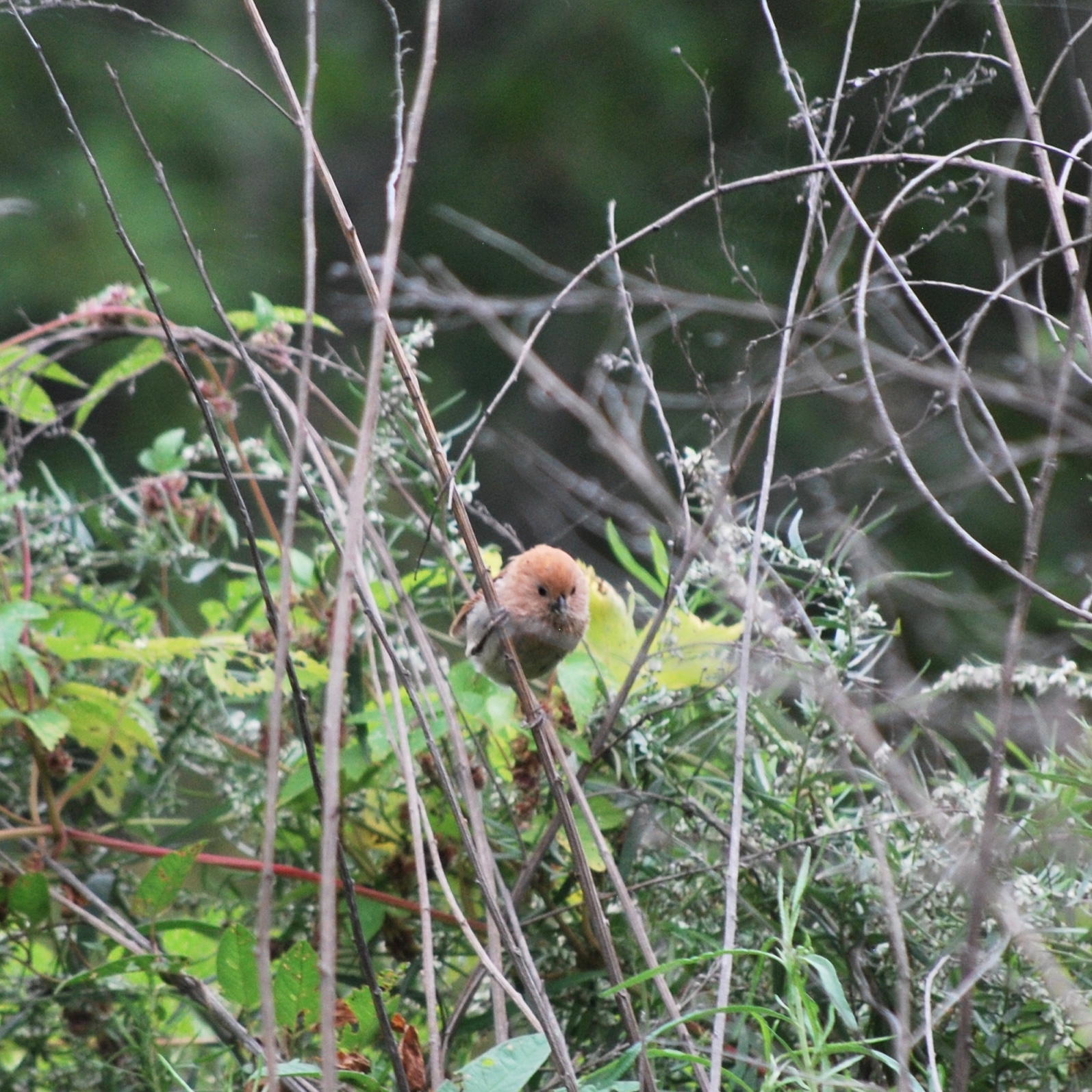 Vinous-throated Parrotbill