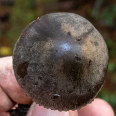 Panaeolus