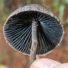 Panaeolus