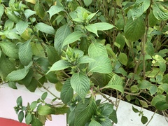 Eranthemum