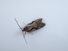 Semioscopis japonicella