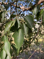 Brachychiton populneus