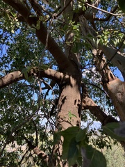 Brachychiton populneus