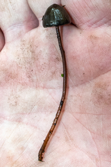 Panaeolus