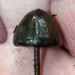 Panaeolus