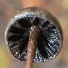 Panaeolus