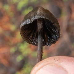 Panaeolus