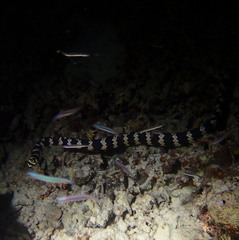 Emydocephalus annulatus