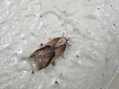Acleris cristana