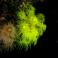 Tubastraea
