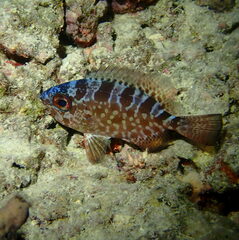 Heteropriacanthus carolinus