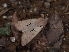 Orthosia carnipennis