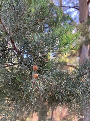 Callitris glaucophylla