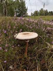 Macrolepiota procera
