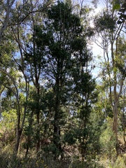 Callitris glaucophylla