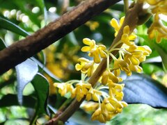 Osmanthus fragrans