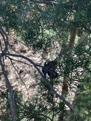 Callitris glaucophylla