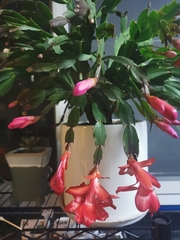 Schlumbergera truncata
