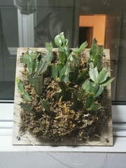 Schlumbergera truncata