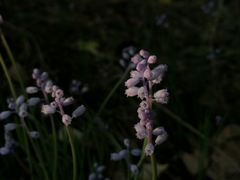 Muscari parviflorum