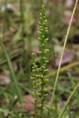 Microtis parviflora