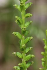 Microtis parviflora