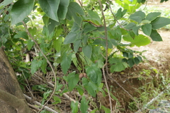 Dioscorea alata