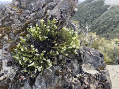 Veronica tetrasticha