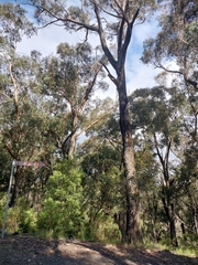 Eucalyptus sieberi