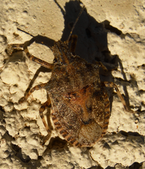 Brochymena