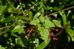 Clematis grata