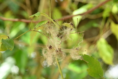 Clematis grata