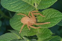 Neosparassus diana