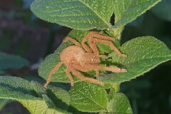 Neosparassus diana