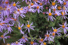 Felicia brevifolia