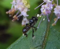 Tetragonula valdezi