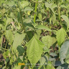 Chromolaena odorata