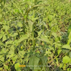 Chromolaena odorata