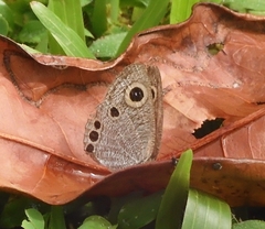 Ypthima huebneri